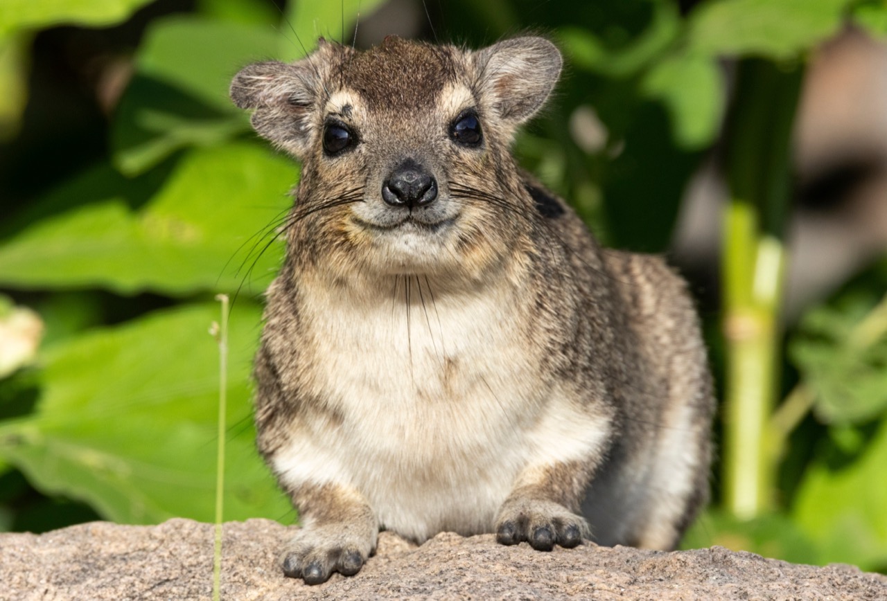 Mysterious Marvels of Madagascar The Intriguing World of the Rock Hyrax Mysterious Marvels of Madagascar The Intriguing World of the Rock Hyrax